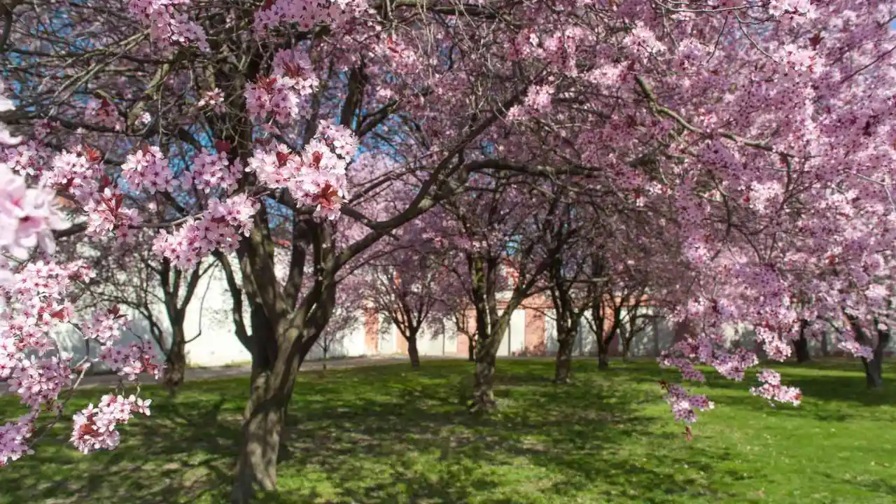 Ornamental plum tree