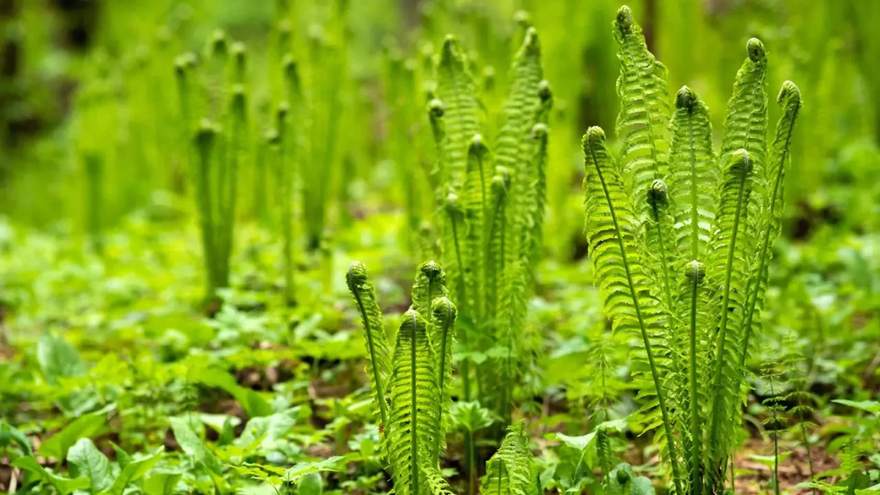 21 Hardy Fern Varieties 17 Ostrich fern