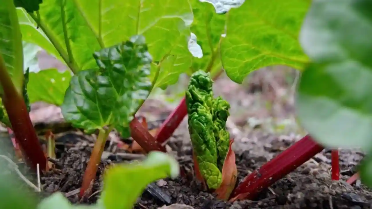 Overwatering Rhubarb