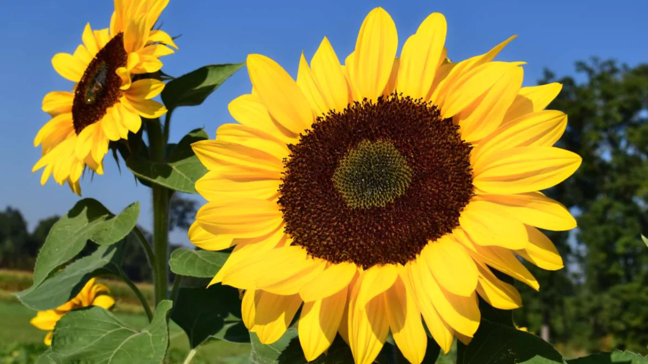 Pacino Gold sunflower