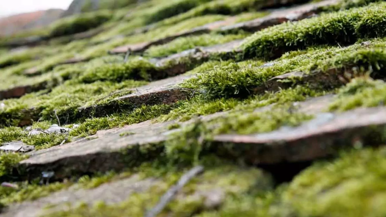 Paid Methods – Roof Moss Killers