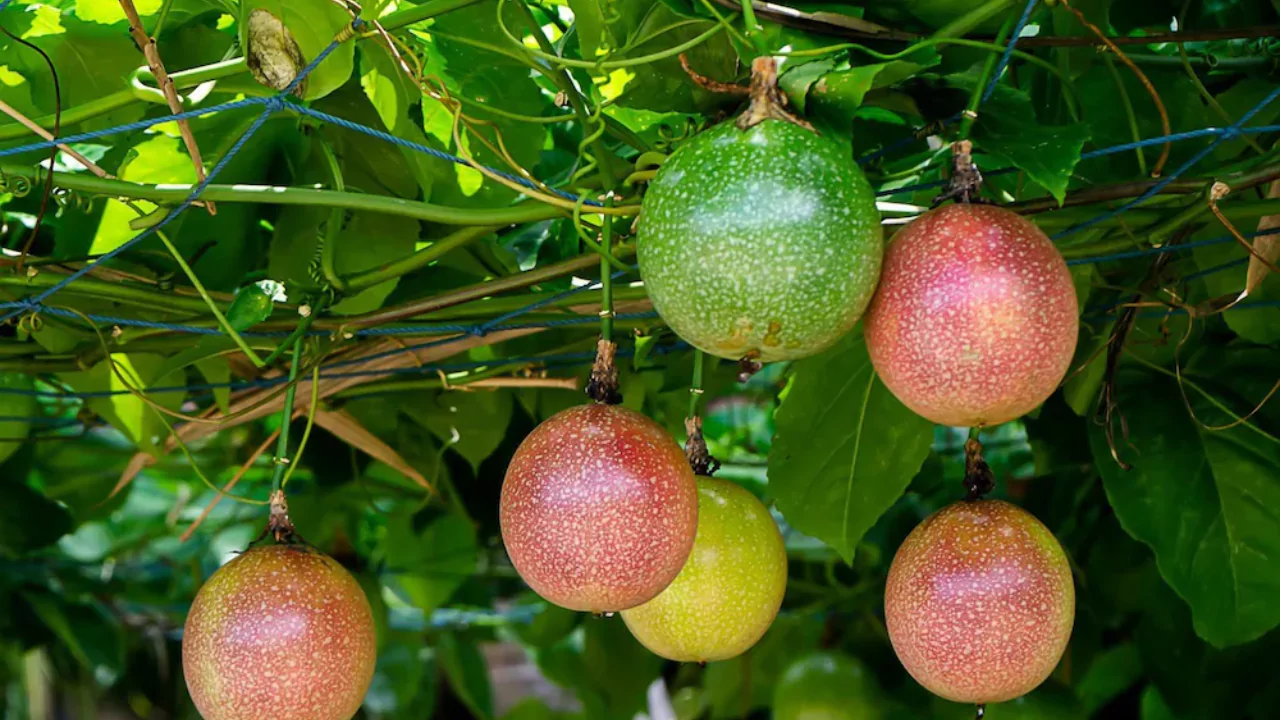 9 Fruit Trees you can Grow Indoors 1 Passion fruit tree