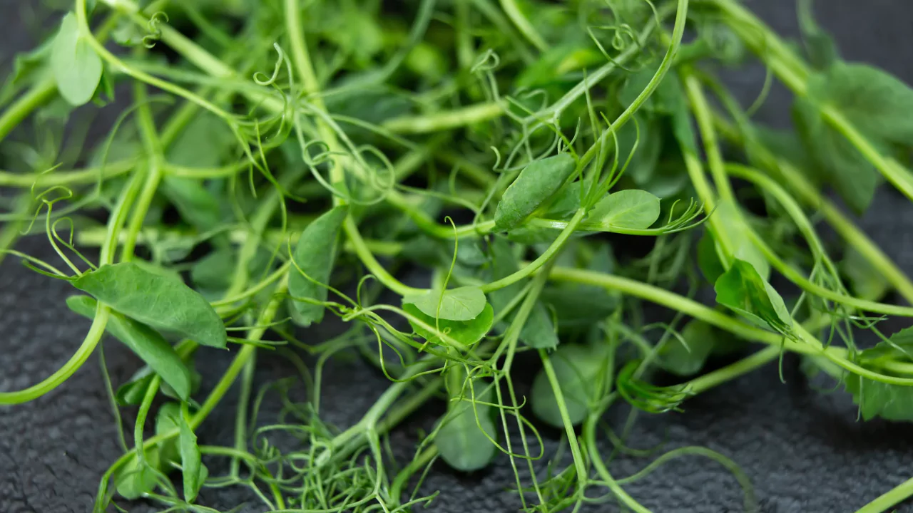 5 Microgreens That Regrow After Cutting