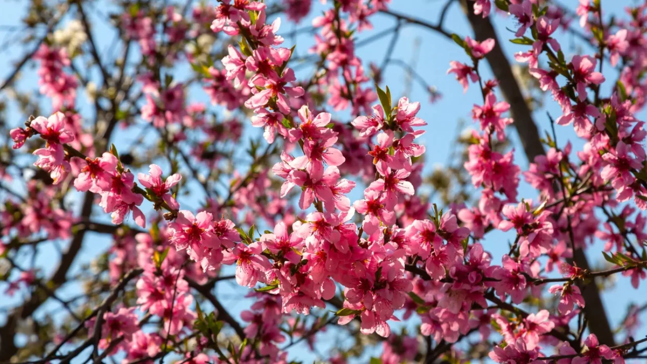 Peach Tree Blooms (All You Need To Know) 2 Peach trees blossom time 2