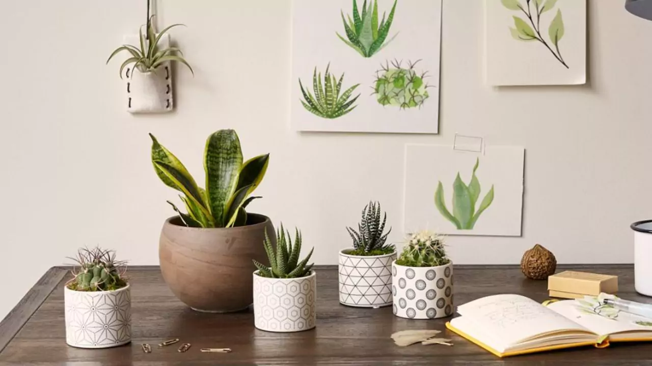 Will Vinegar Kill Succulents