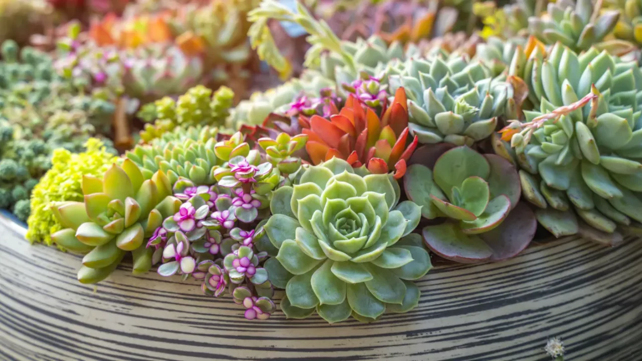 Are Succulents Good for Allergies