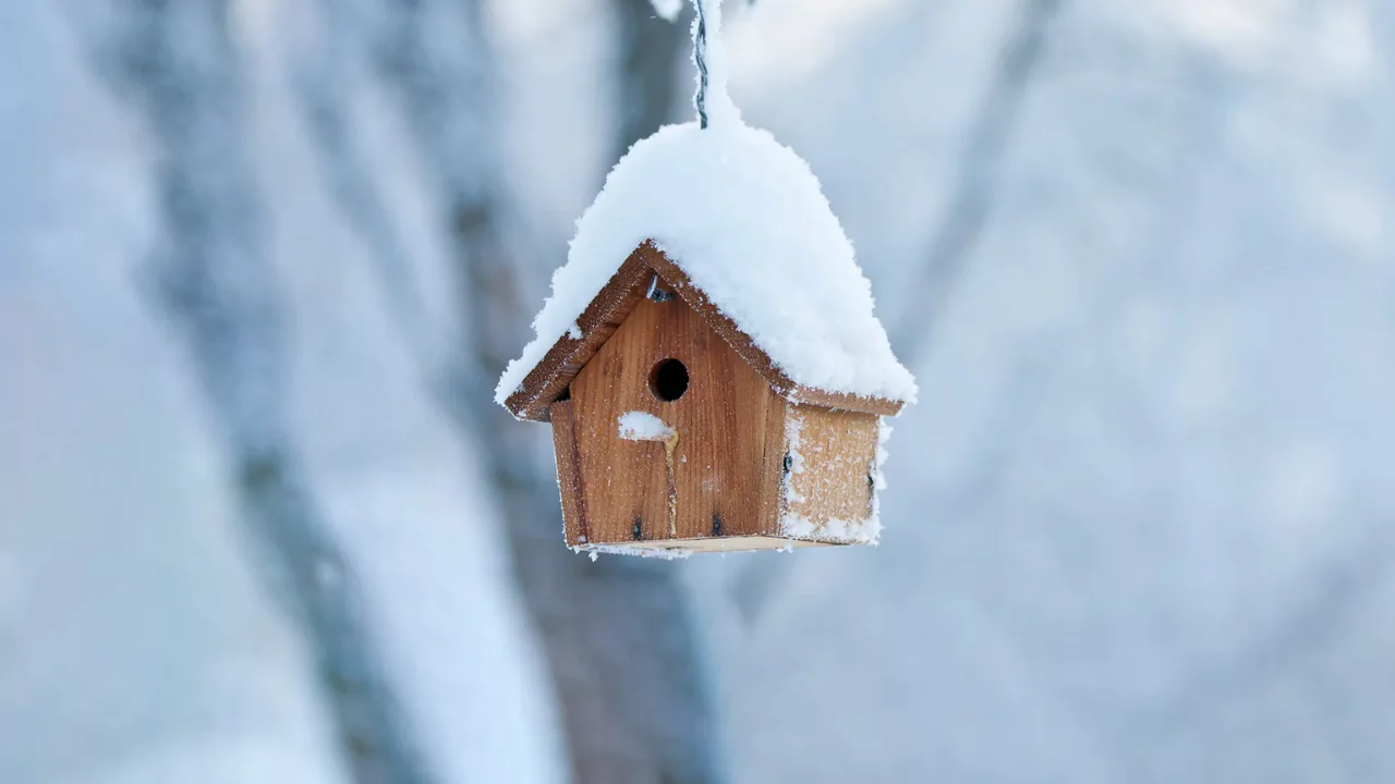 Do Birds Use Birdhouses in the Winter