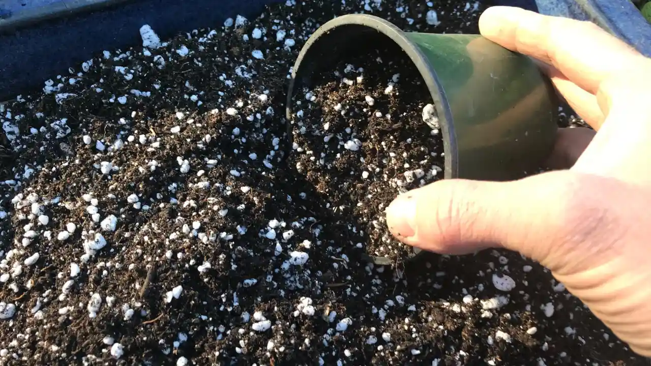 Perlite soil