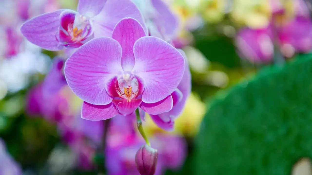 What Do Orchids Symbolize? 2 Phalaenopsis orchids