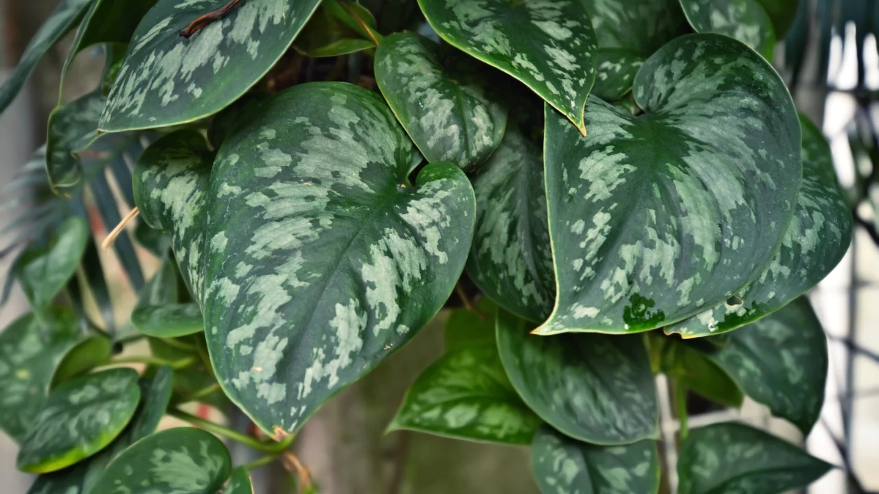 How to Tell the Difference Between Pothos vs Philodendron 2 Philodendron Pothos 1