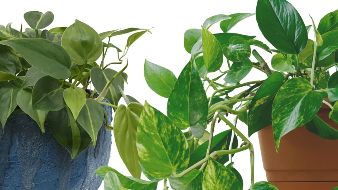 How to Tell the Difference Between Pothos vs Philodendron 1 Philodendron Pothos
