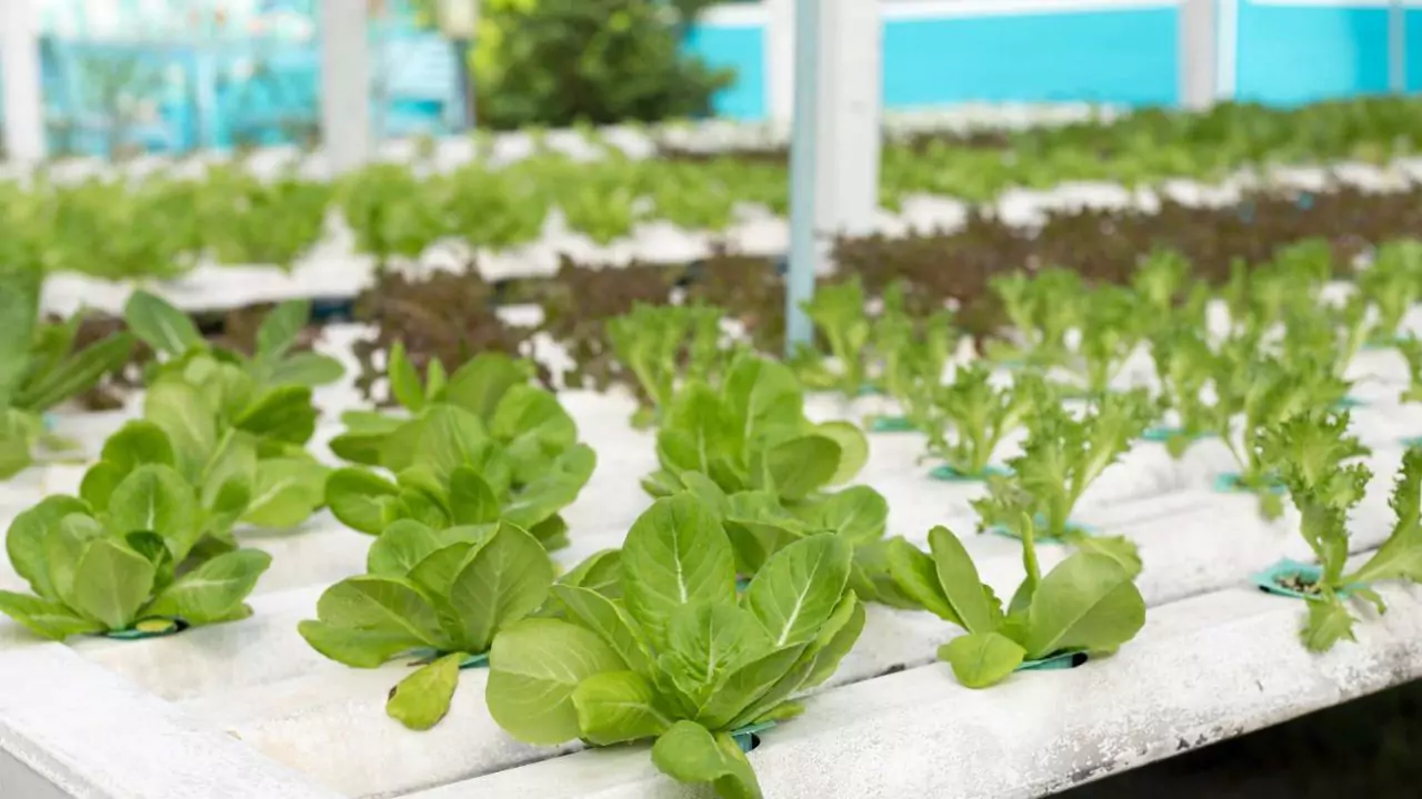 Phosphorus deficiency in aquaponics