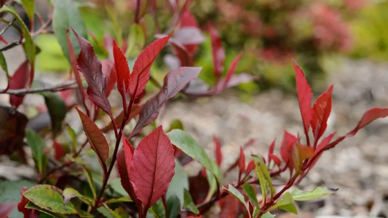 Simple Backyard Ecosystems Anyone Can Build 5 Photinia Serratifolia Crunchy