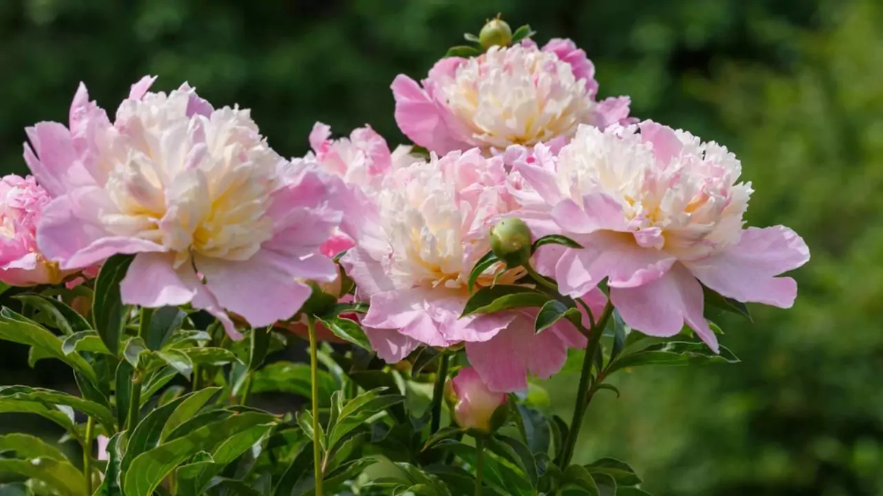 Seasonal Guide To Japanese Flowers 12 Pink Peony bush flowering 1