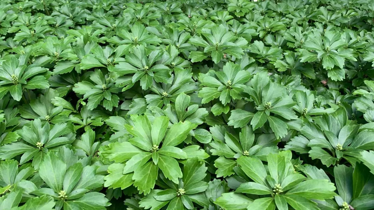 Plant Pachysandra 2