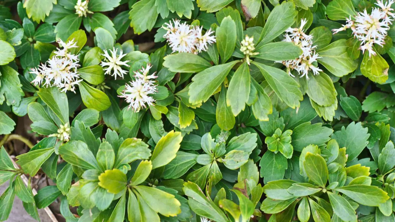 How Much Pachysandra Do You Need