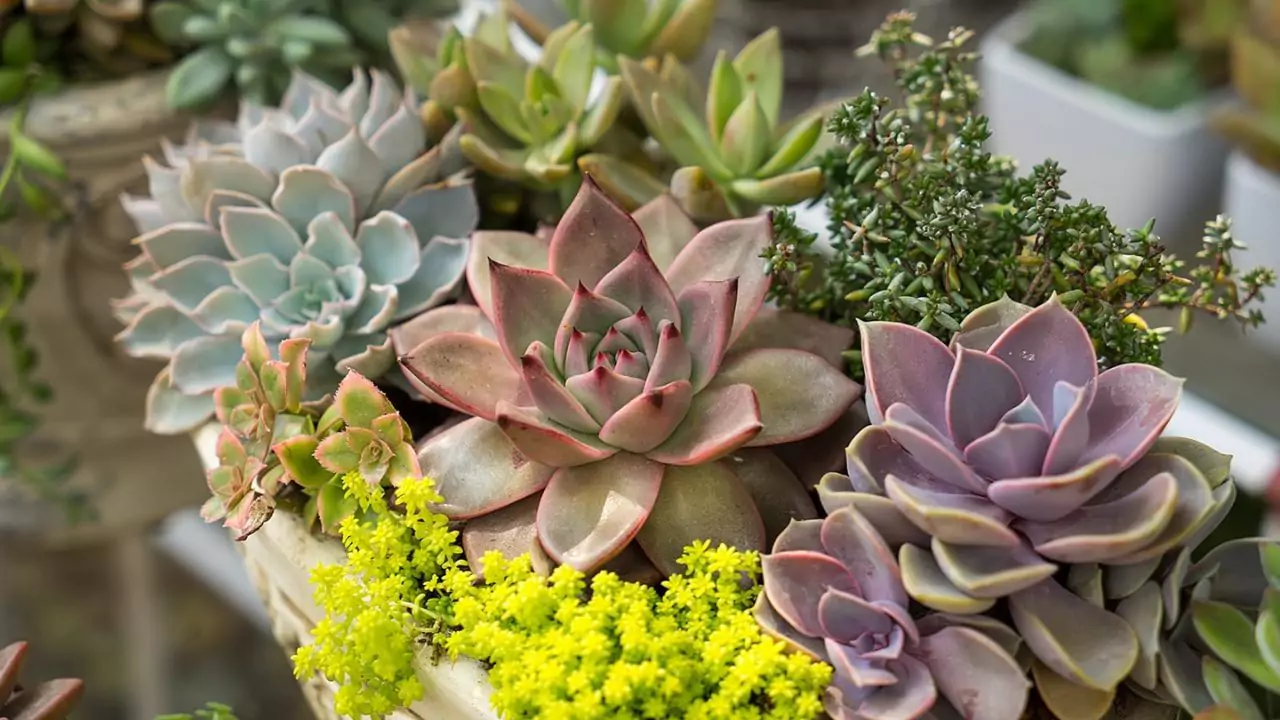 How to Save an Overwatered Succulent? 2 Plant cacti succulents 1