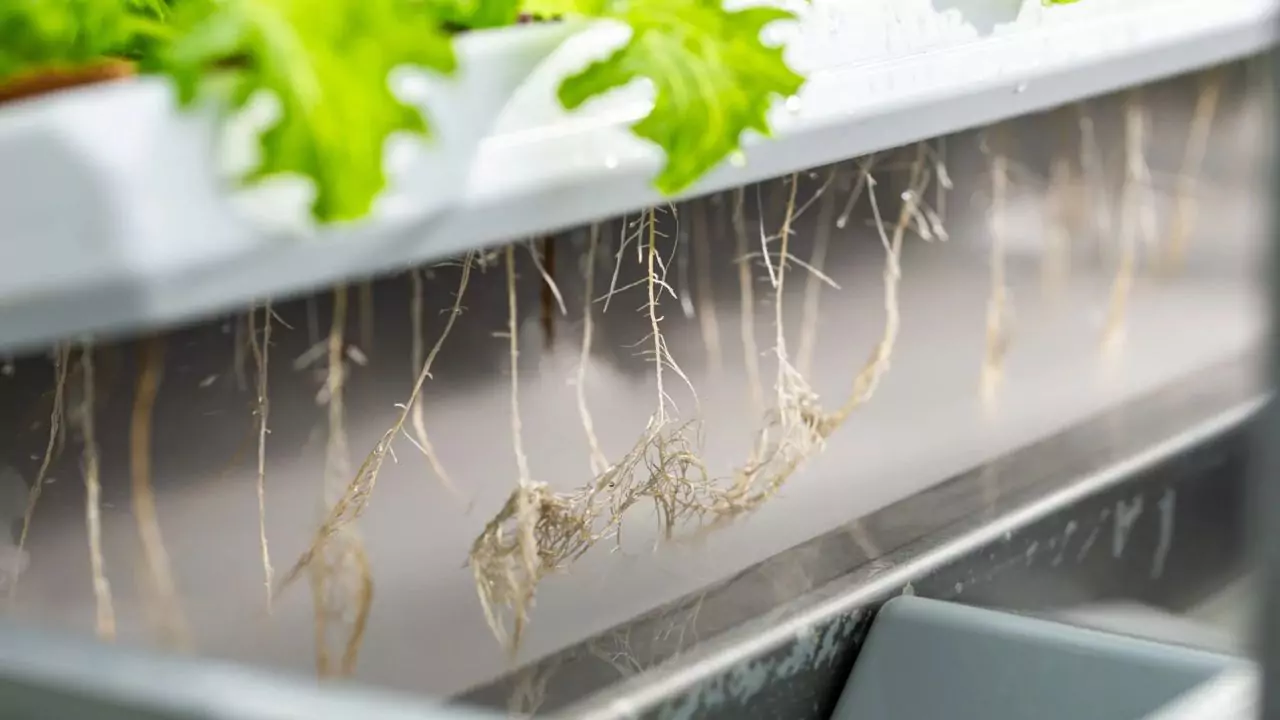Plant in aeroponics