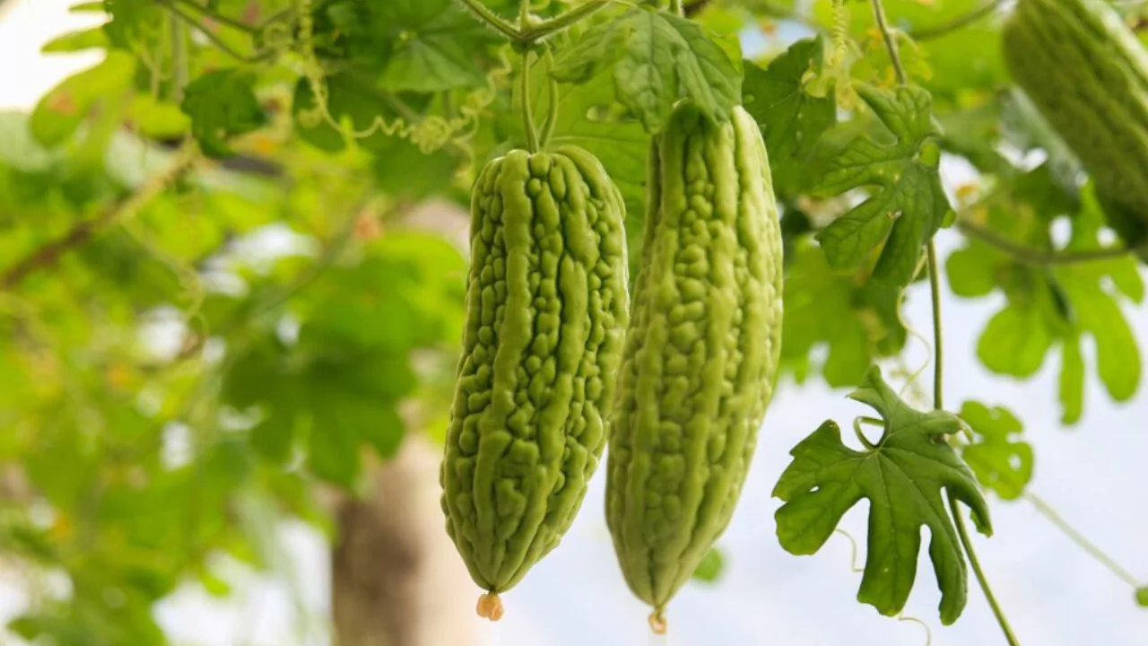 Planting Bitter Gourds