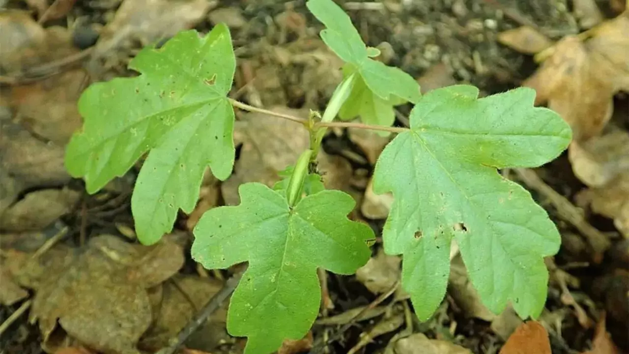Simple Backyard Ecosystems Anyone Can Build 2 Planting Maple tree 2