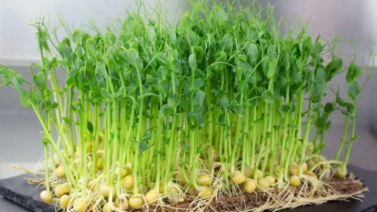 How To Start Microgreen At Home (DIY Microgreen Setup) 2 Planting microgreens at home