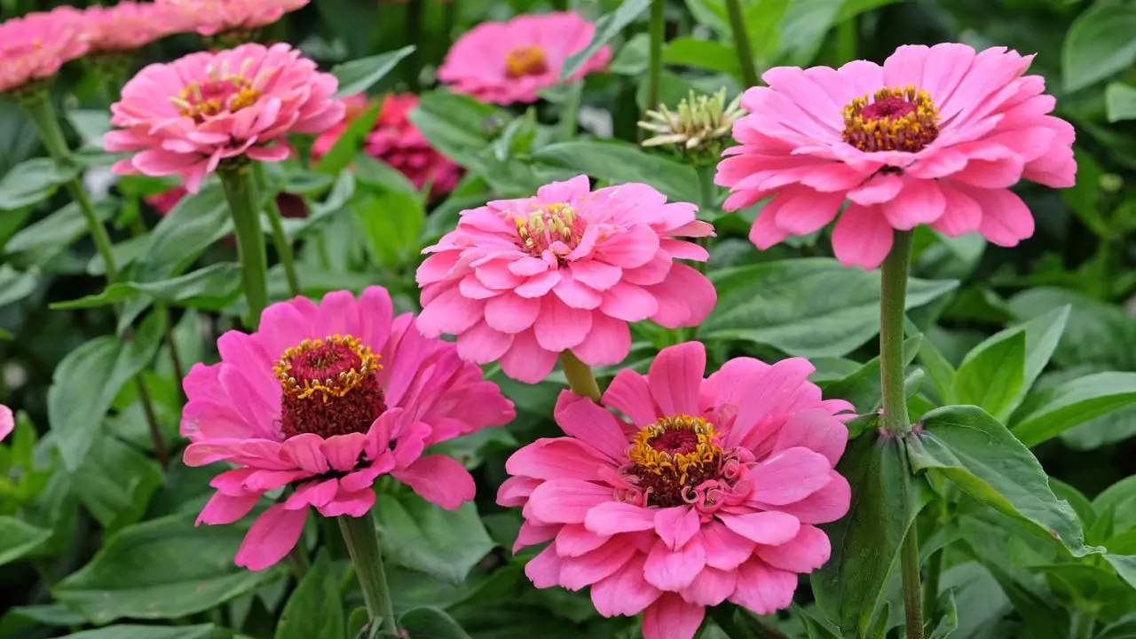 Complete Guide to Growing Zinnias in Pots 4 Planting zinnias