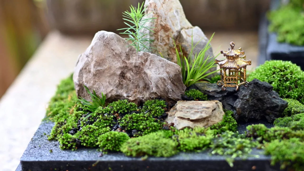 Plants for Zen terrarium garden