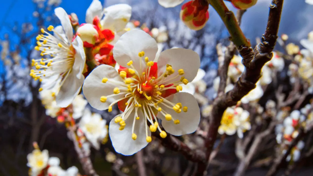 Seasonal Guide To Japanese Flowers 14 Plum blossom