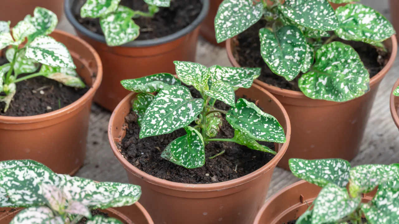 Polka Dot plant Aphids problem