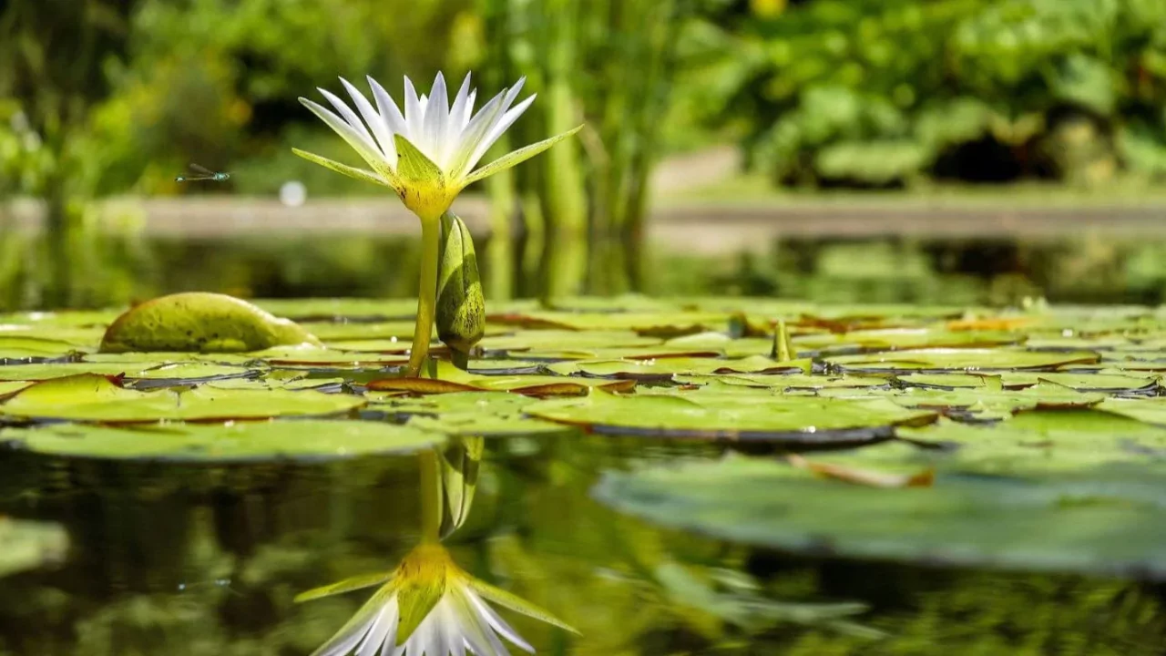 What Should I Put in the Bottom of My Wildlife Pond