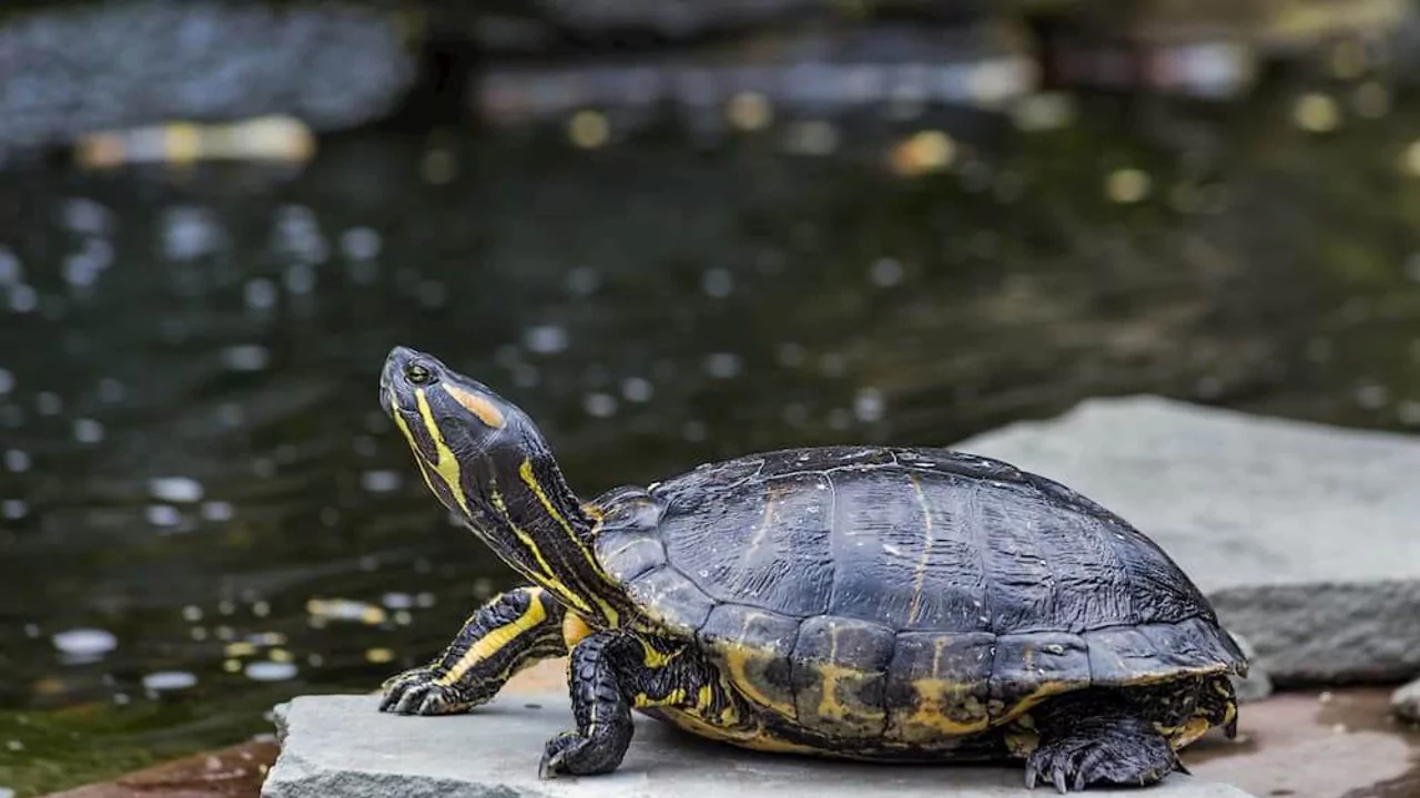 Pond depth for turtle