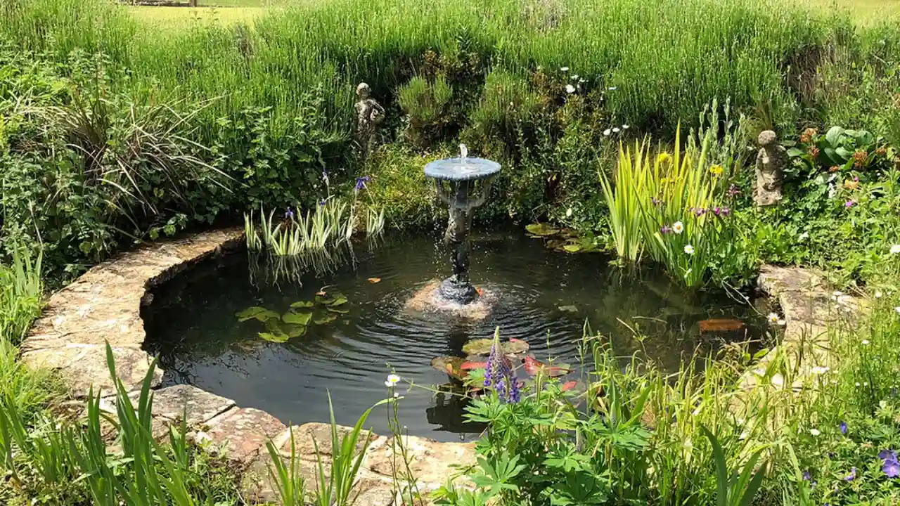 Pond plants nutrients