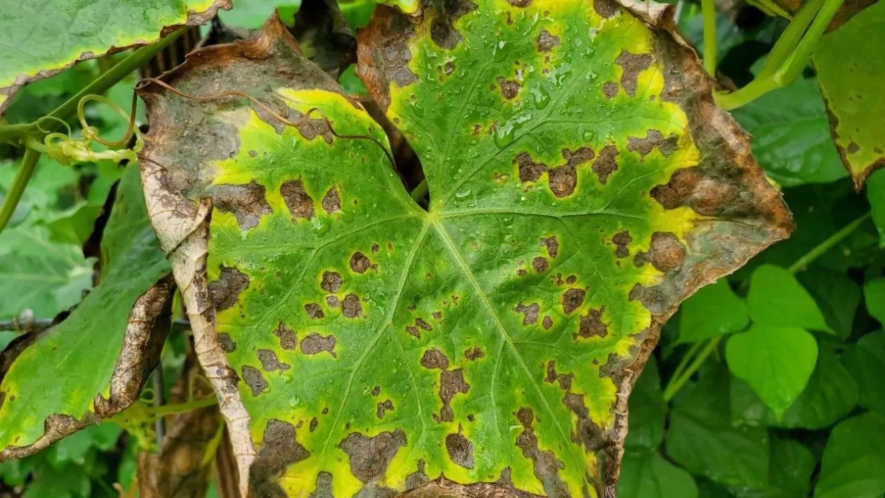 Potassium deficiency in aquaponics