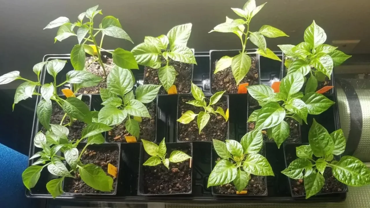 Grower’s Guide for jalapenos In a Pot 1 Potted jalapenos