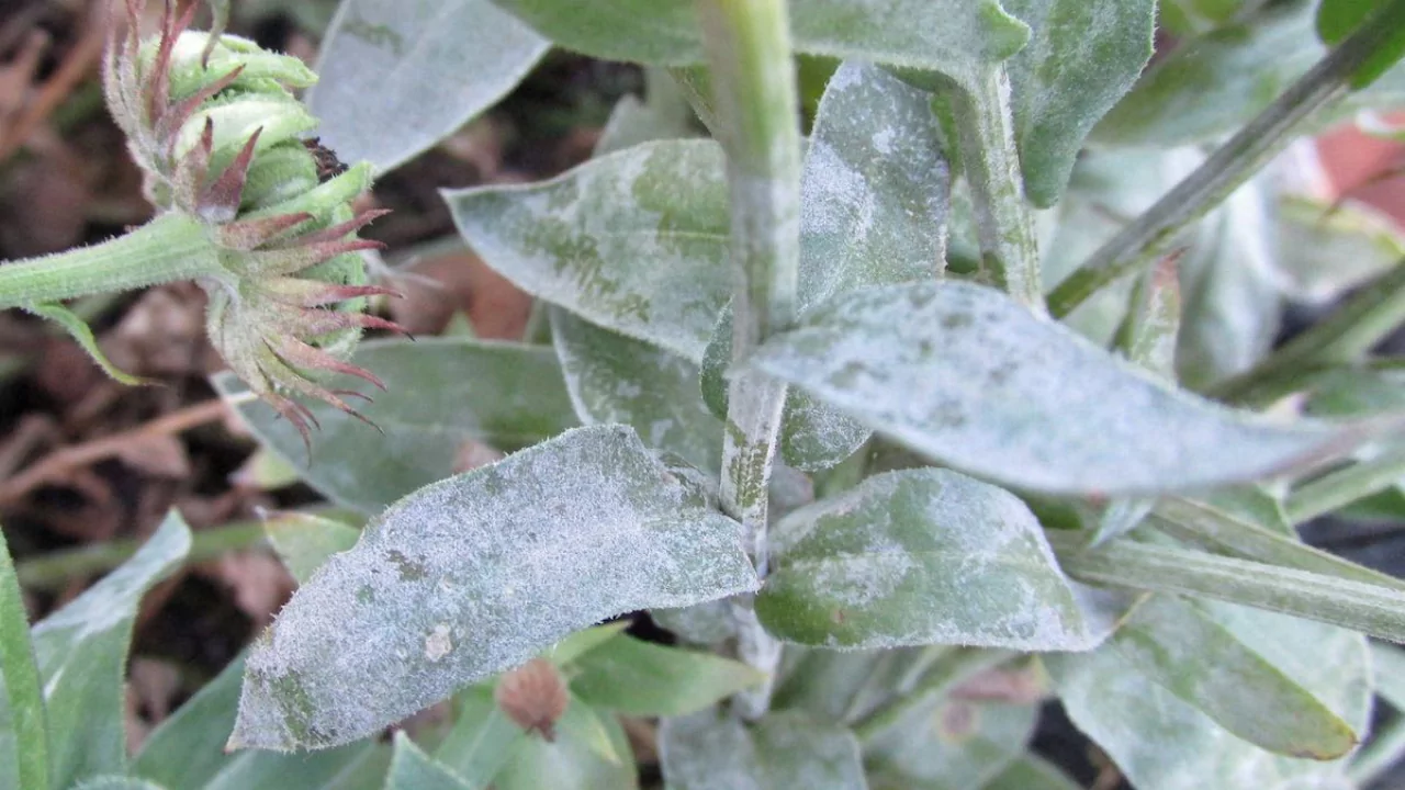 Powdery Mildew sunflwoer