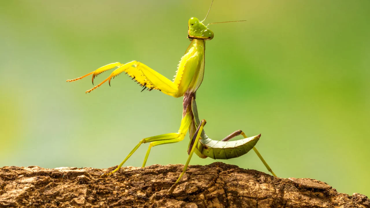 Praying mantis