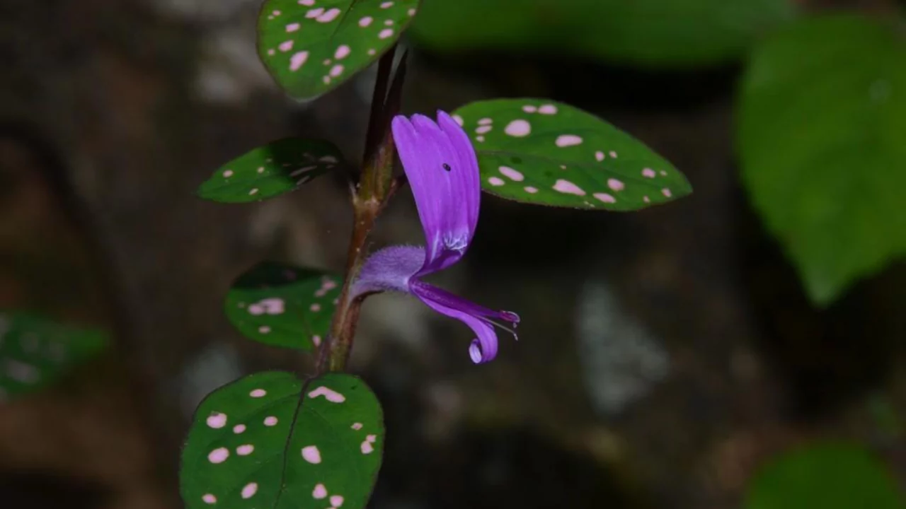 Propagation Polka Dot plant