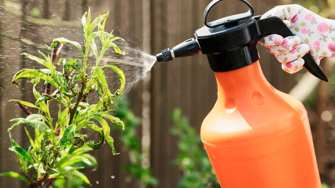 How To Use Garden Safe Fungicide