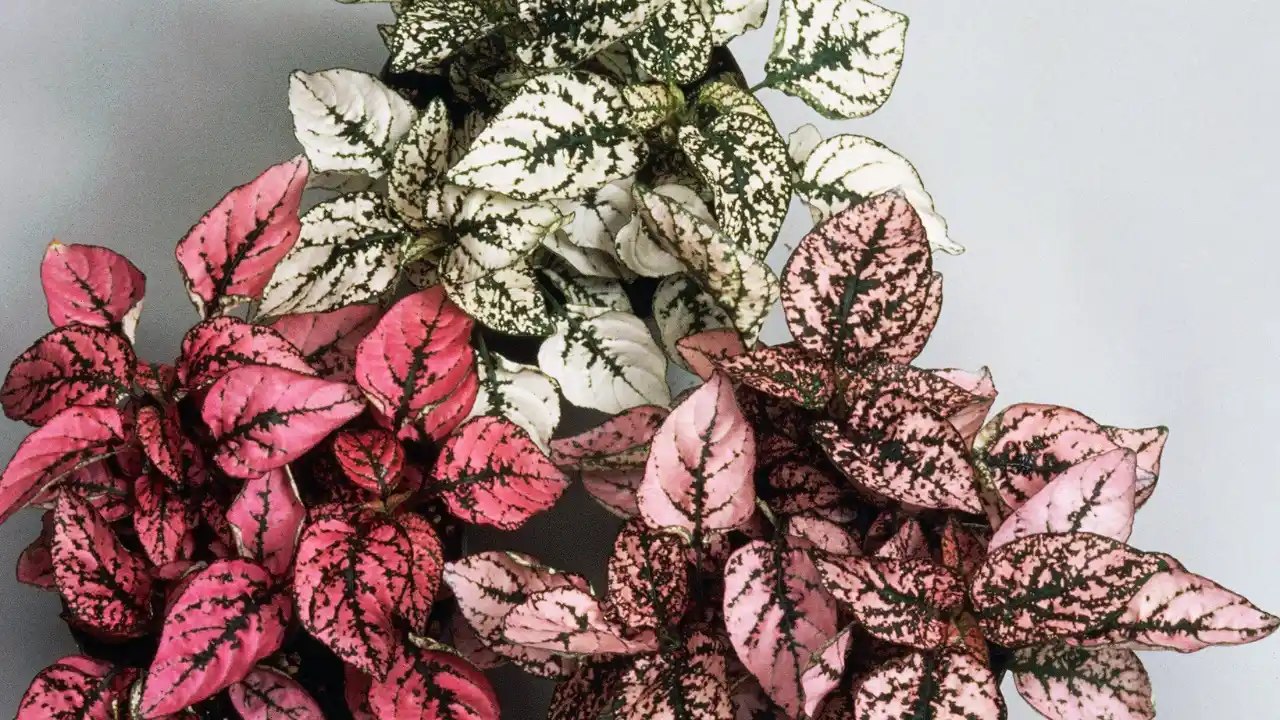 Pruning Polka Dot plant