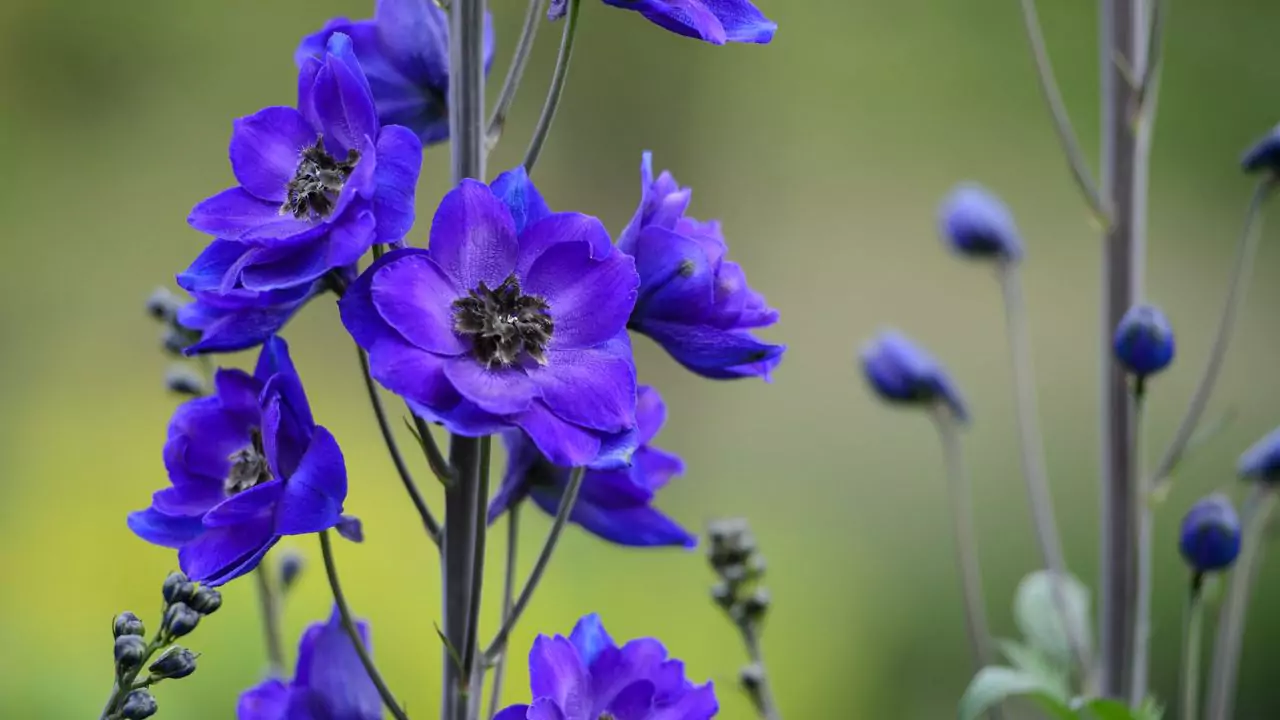 Are Blue Orchids Real