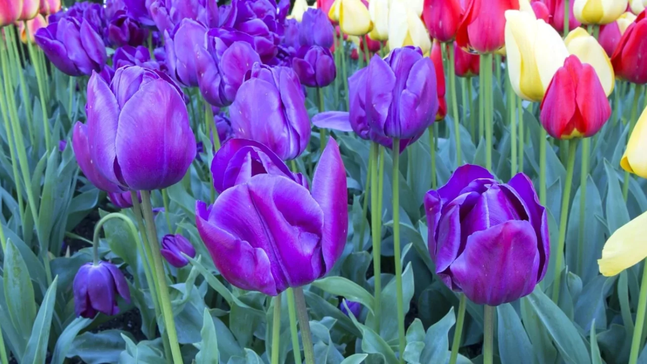 What to Do with Tulips After They Bloom 1 Purple tulips