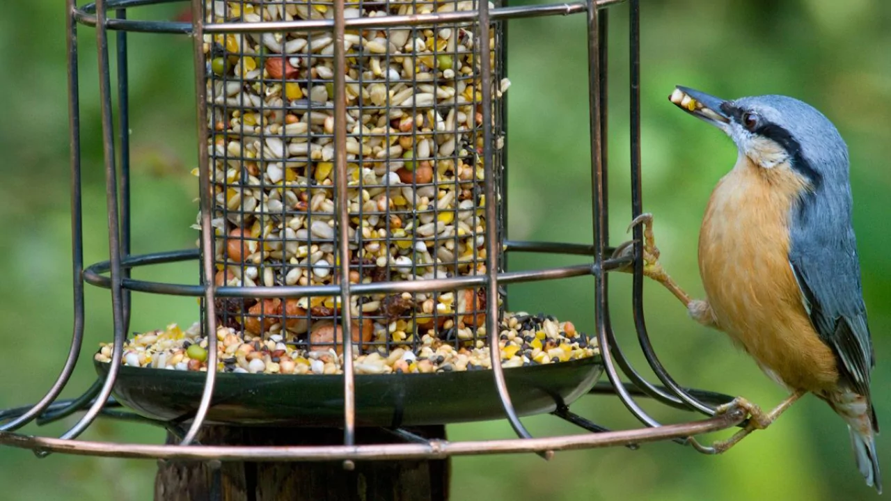 Why Do Birds Throw Seeds Out of Feeders