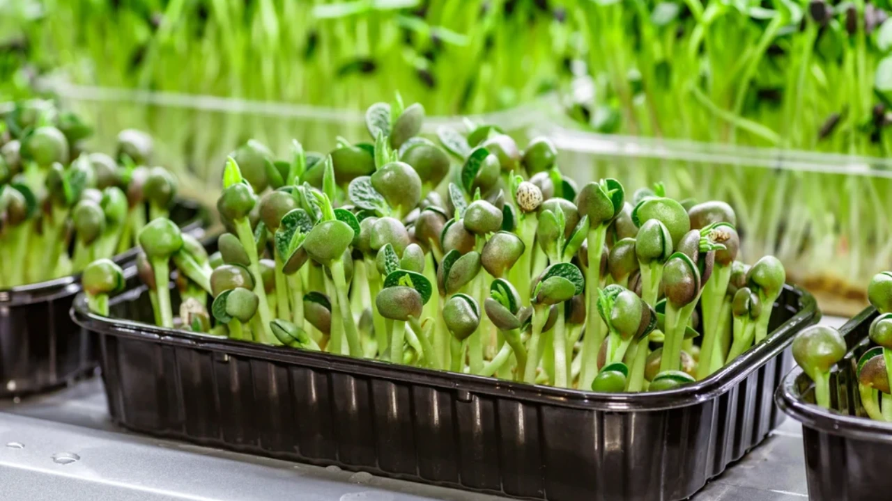 How To Grow Quinoa Microgreens