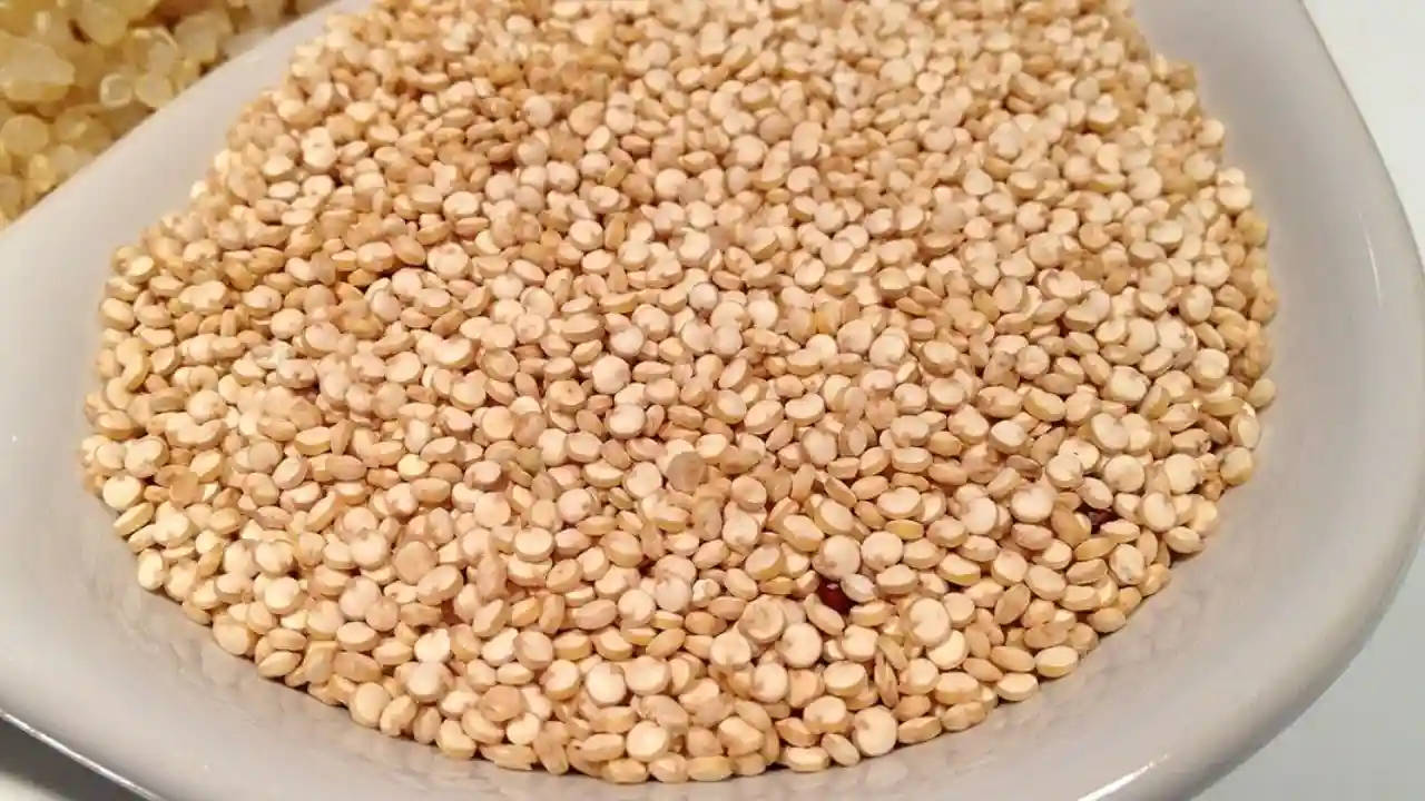 Quinoa microgreens seed