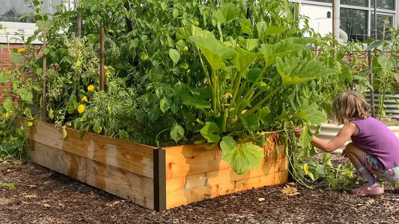 Raised garden bed prevents pests 1