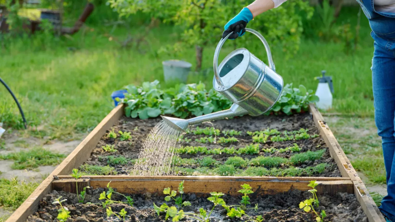 Raised garden bed watering