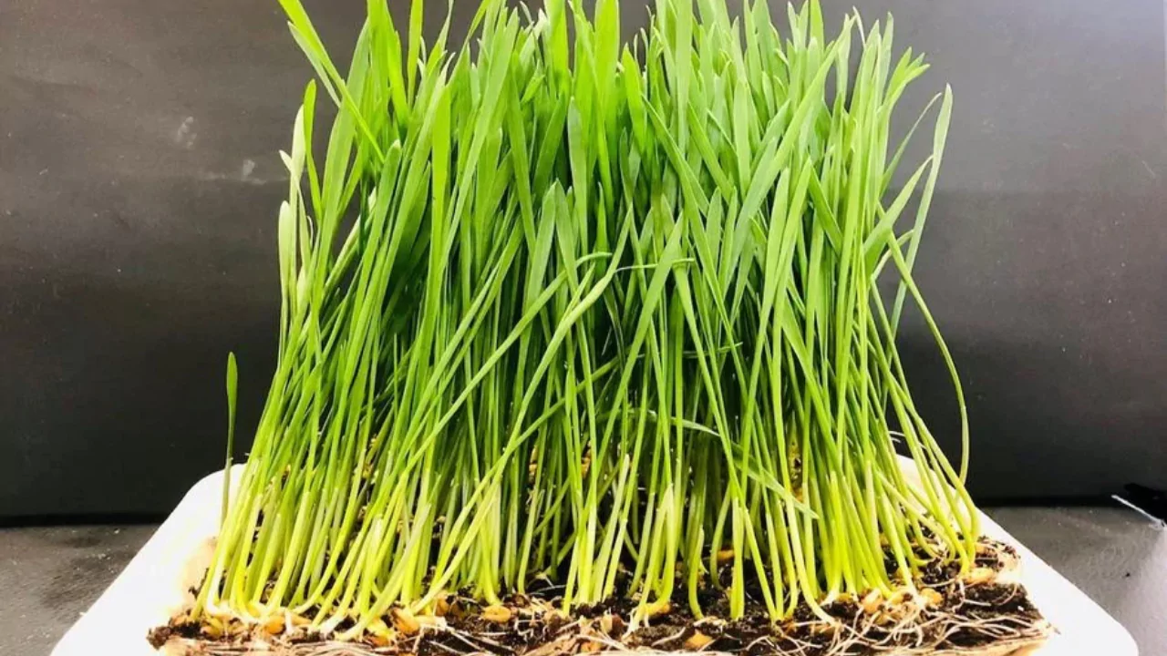 Raw wheatgrass