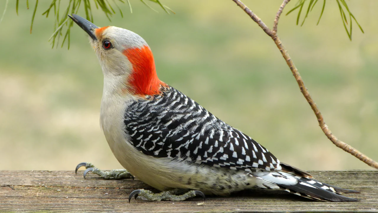 Red Bellied Woodpecker