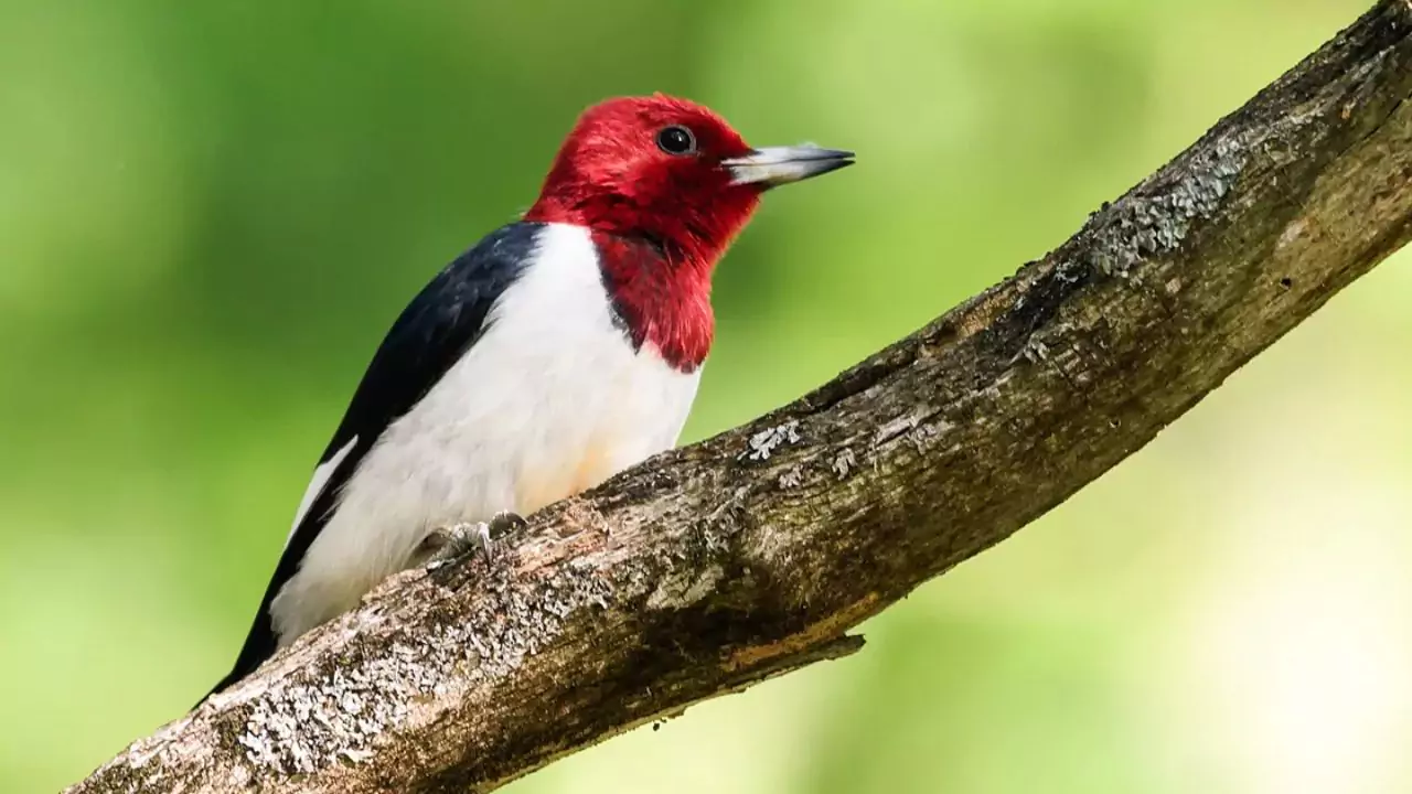 How to Grow Organic Apples without Worms? 6 Red Headed Woodpecker