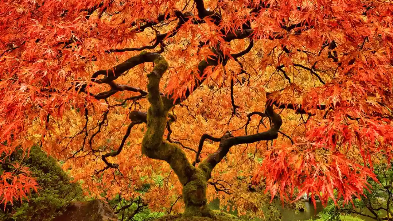 Red Maple trees